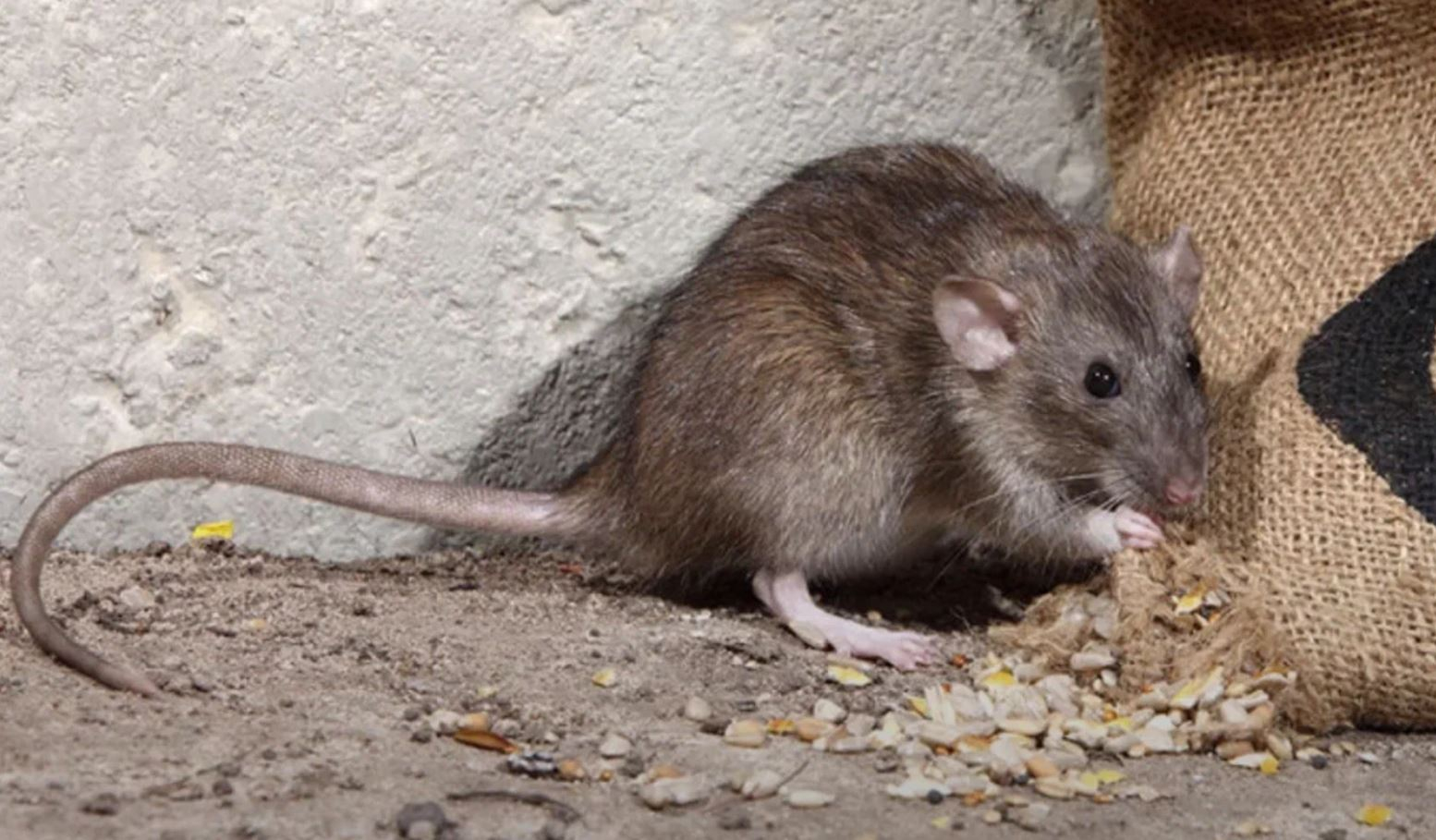 фото: Профессиональная дератизация в Щелково: <br/>+7-909-173-42-96