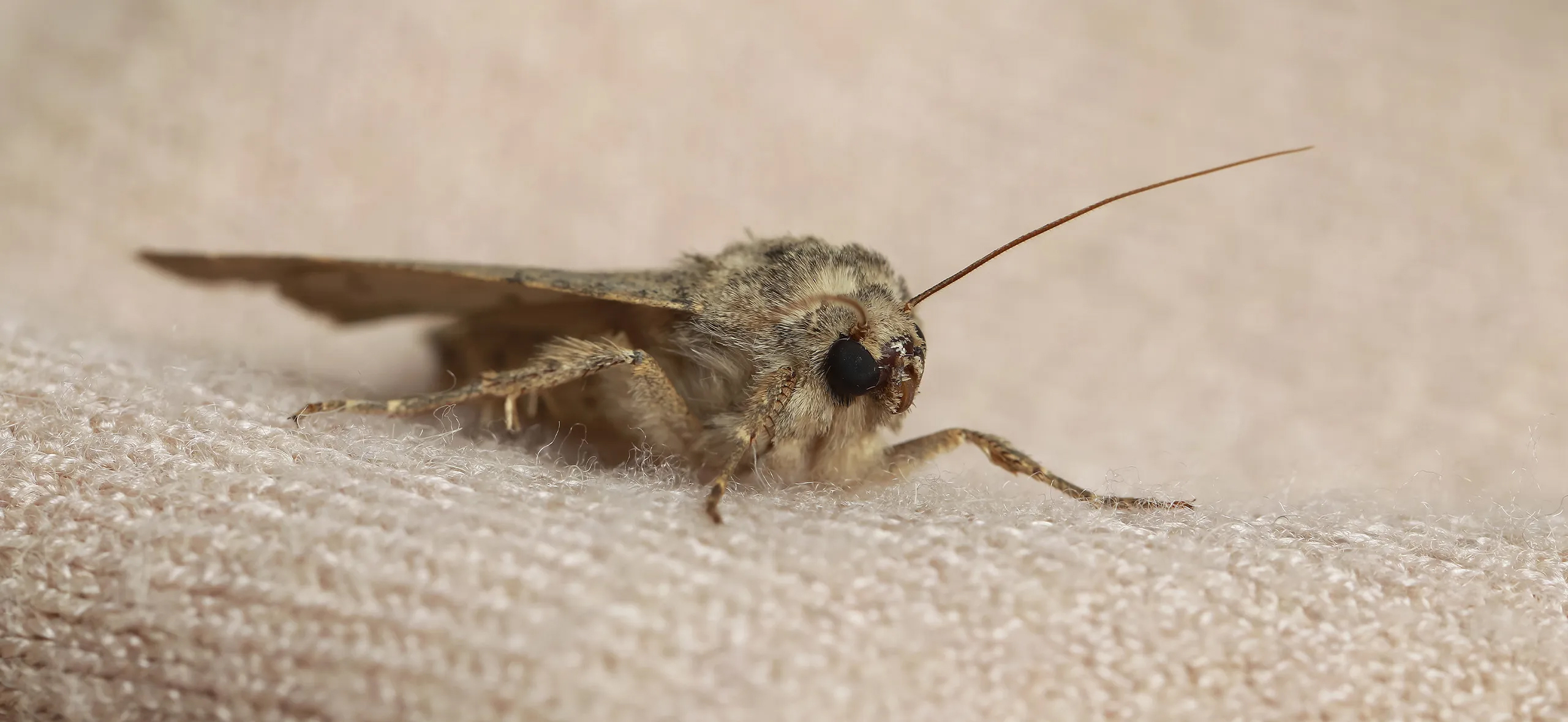 фото: Профессиональная обработка от моли в Щелково: <br/>+7-909-173-42-96